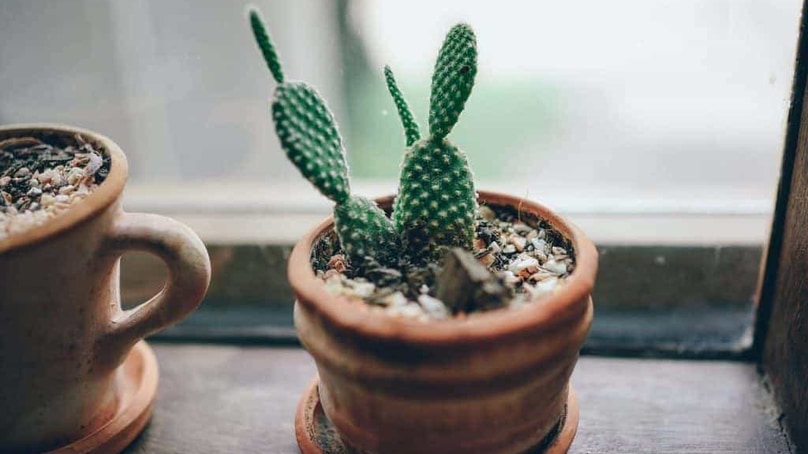 Un ambiente tutto green per aumentare la produttività: ecco le piante giuste Un ambiente tutto green per aumentare la produttività: ecco le piante giuste