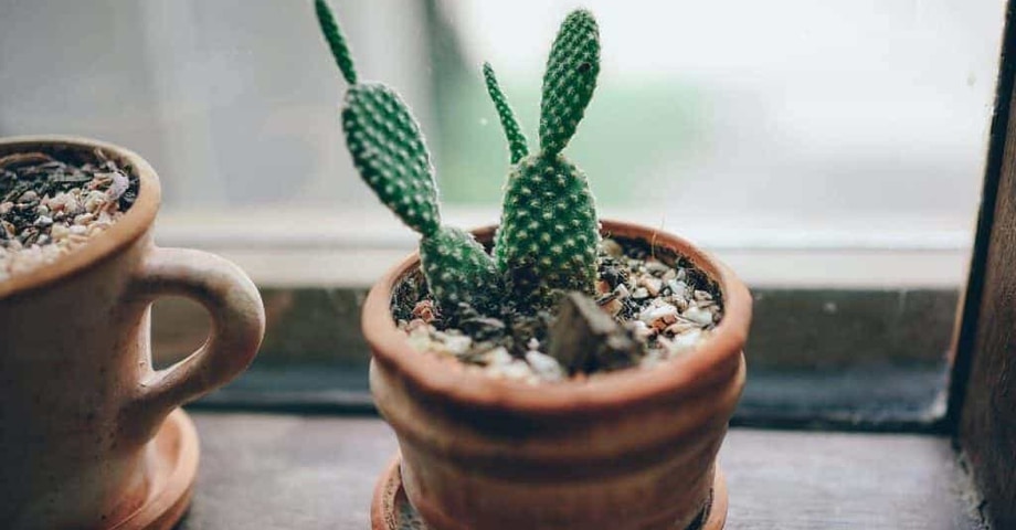Un ambiente tutto green per aumentare la produttività: ecco le piante giuste