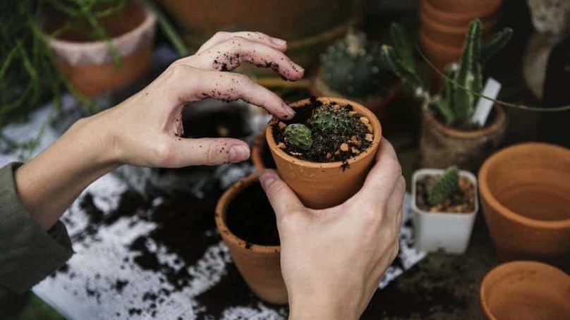 Verde in ufficio: le piante aumentano la produttività sul lavoro Verde in ufficio: le piante aumentano la produttività sul lavoro