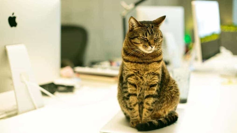 Ufficio pet-friendly: più produttivi e soddisfatti con gli amici a quattro zampe Ufficio pet-friendly: più produttivi e soddisfatti con gli amici a quattro zampe