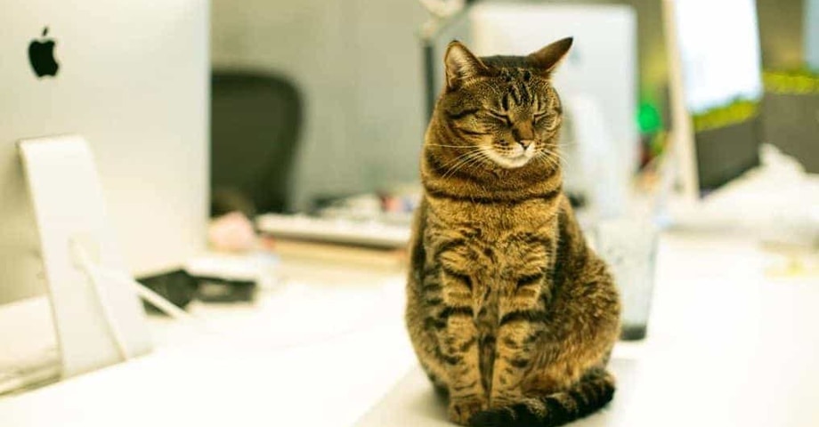 Ufficio pet-friendly: più produttivi e soddisfatti con gli amici a quattro zampe